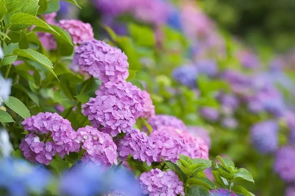 梅州出发4-5天旅游推荐,从广州出发自由行梅州4天攻略