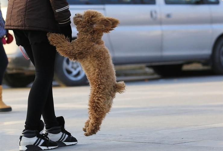 泰迪被你养熟的表现,泰迪吃醋的表现和特征