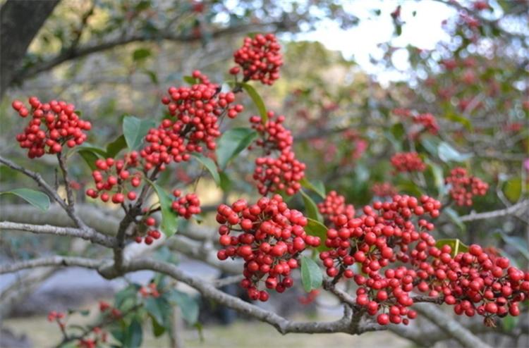 七夕节，不止用玫瑰“我爱你”，还有10种国产花卉，代表不俗的爱