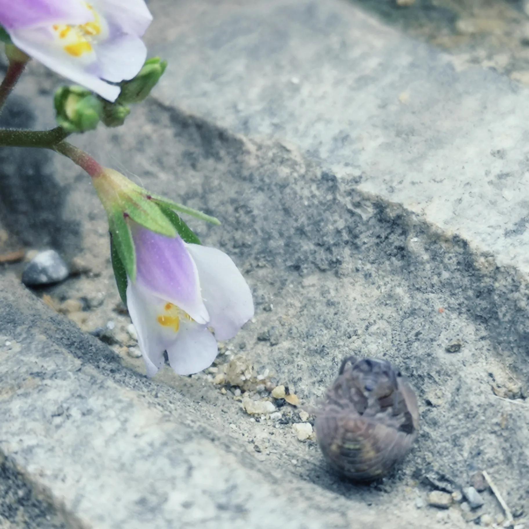 两岁读诗出口成章（天才养成计划之一）