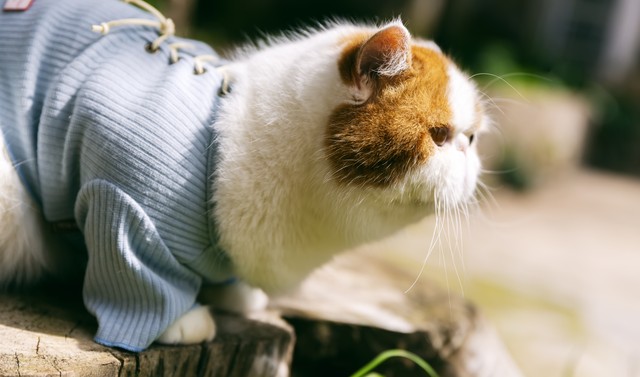 常见的宠物猫有哪些品种,十种常见的宠物猫