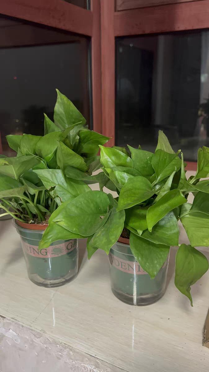 绿萝用什么盆养好,如何养好绿萝才能长的更好