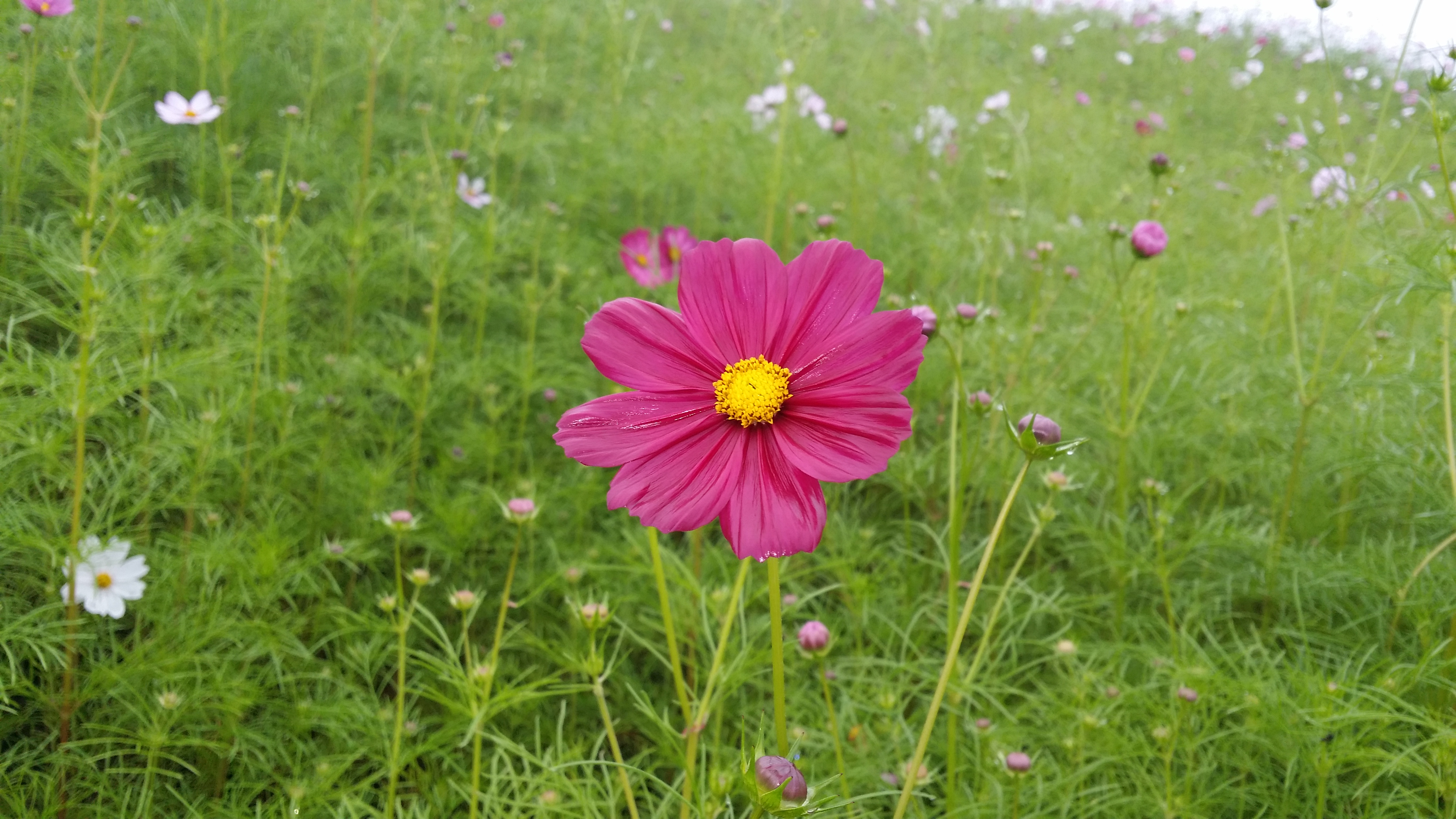 发·孔明一字文（14）