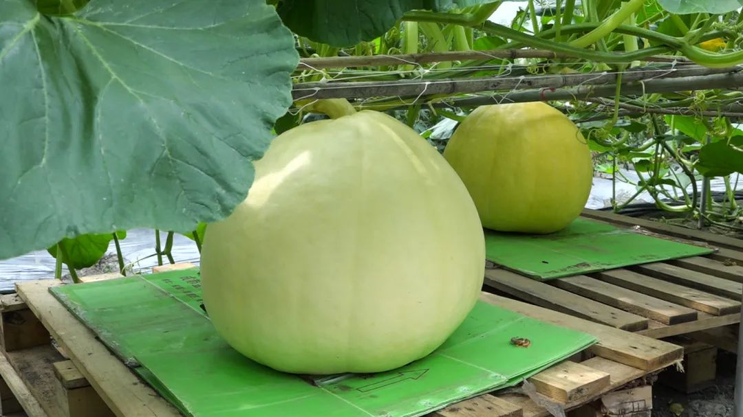 擦亮高原特色农产品名片,擦亮农产品金名片