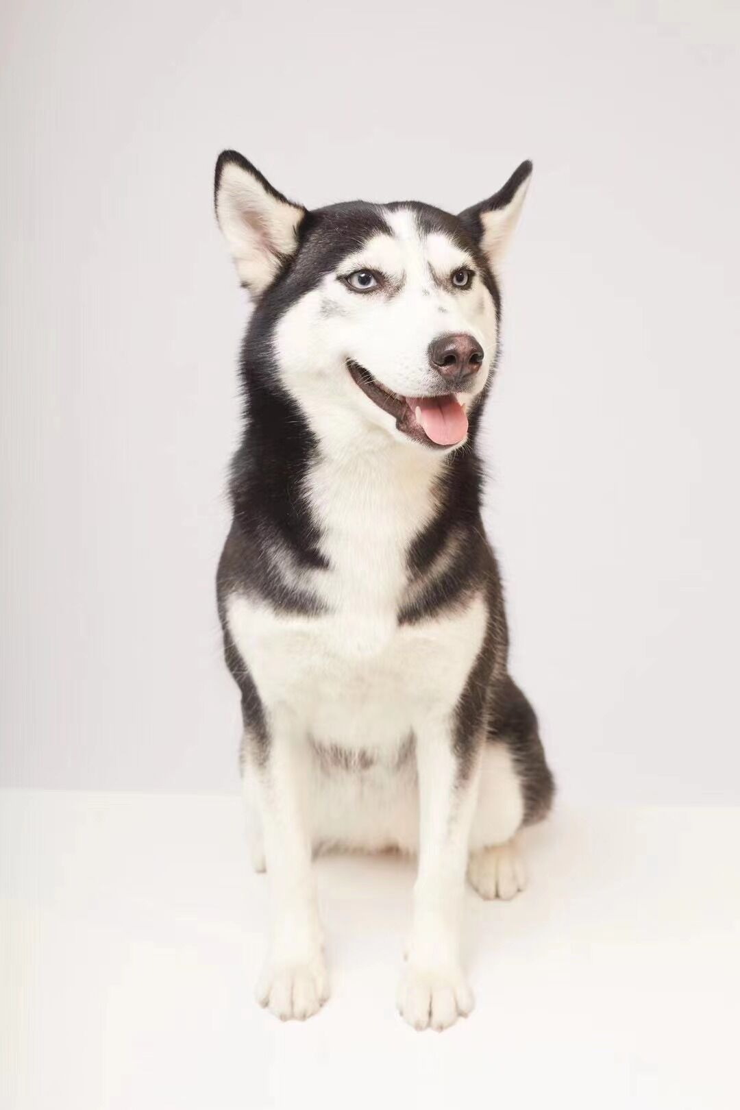 细小痊愈后多久能接触别的狗狗,细小治愈之后不活泼了