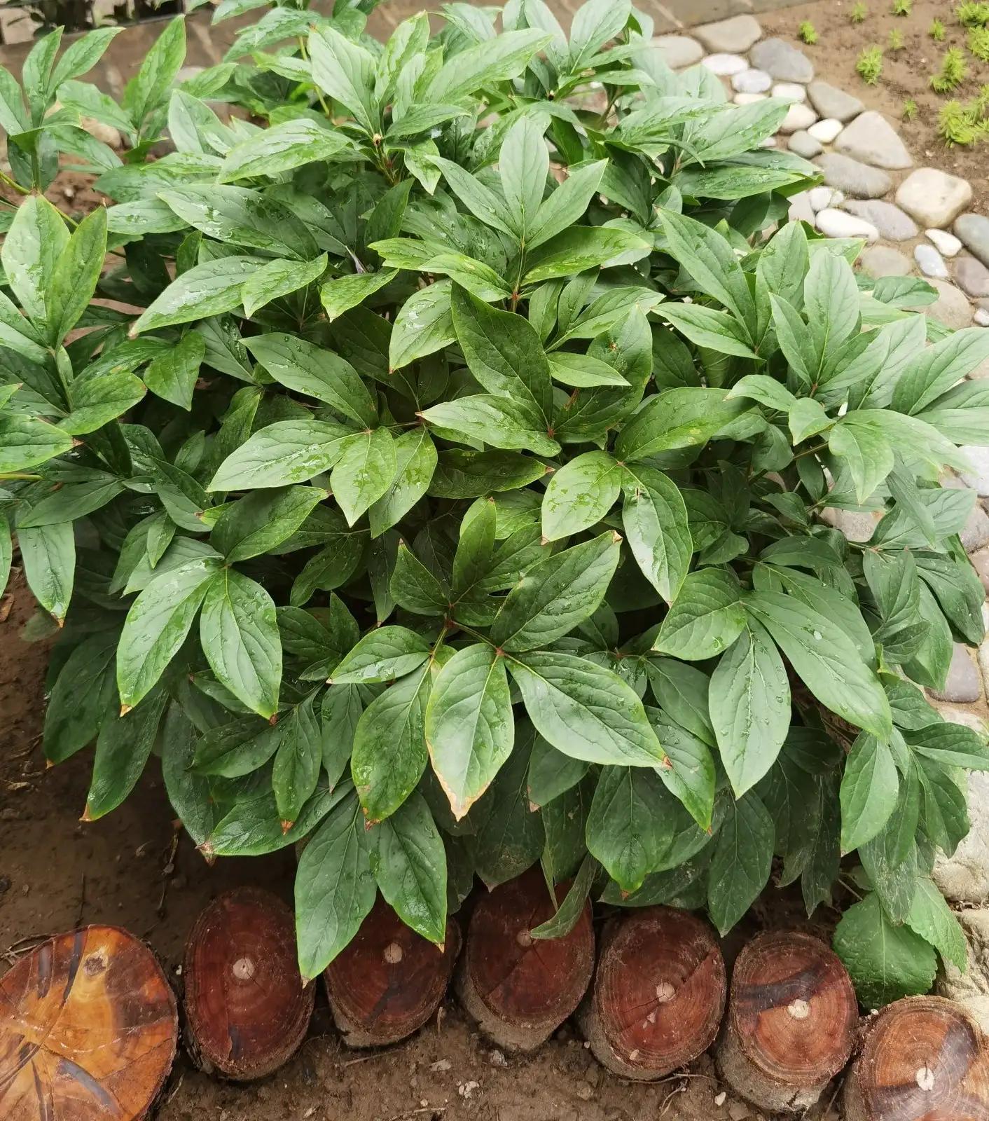 高温天气盼雨来,高温的炙烤