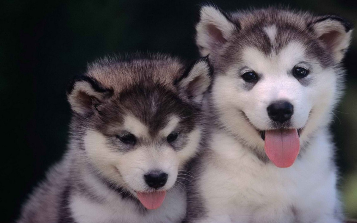 哈士奇不拆家成保姆照顾小主人,哈士奇的正确养法