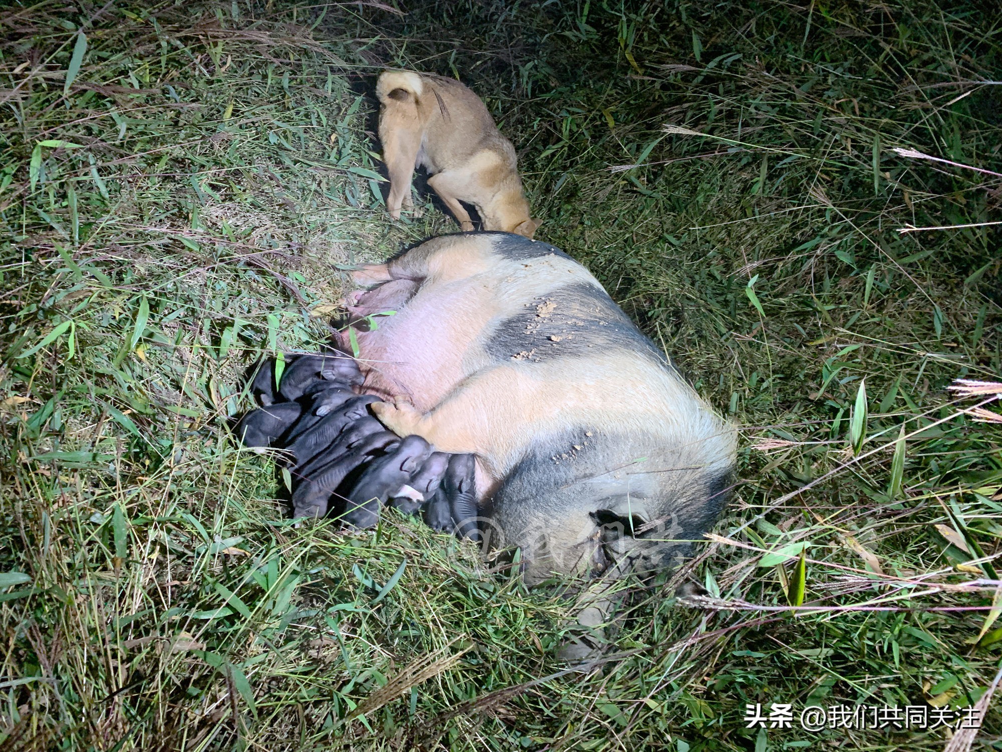 中华田园犬人工繁殖,中华田园犬遇到人类幼崽