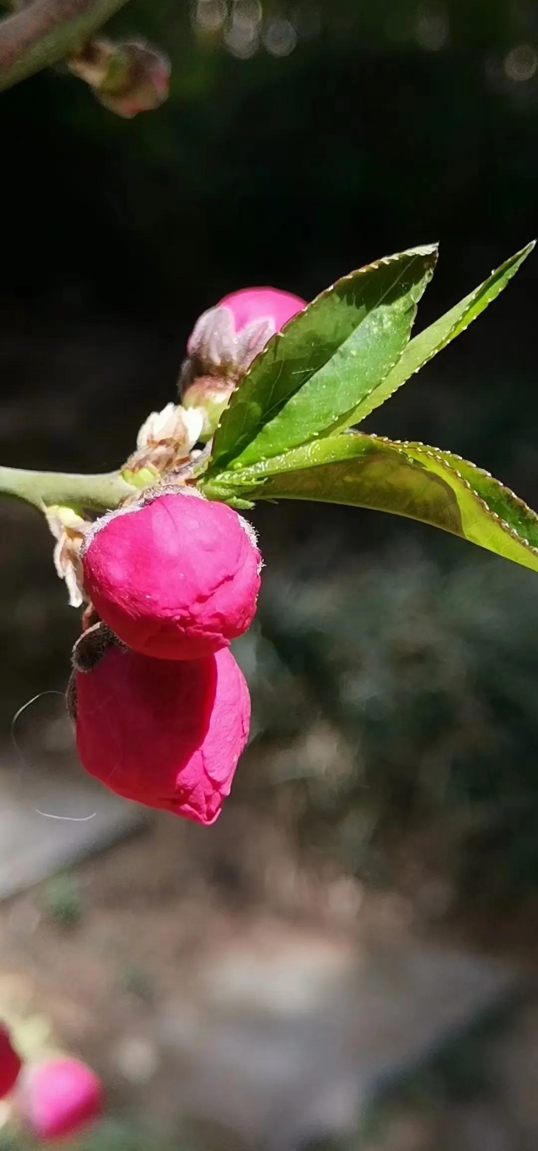 蝶恋花三首柳永晏殊,蝶恋花三首柳永晏殊苏轼