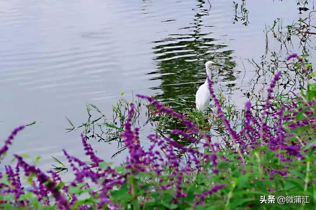 朝阳湖云端绿道,朝阳湖绿道