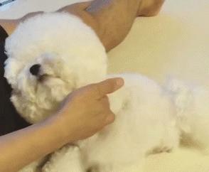 比熊犬的各种动作表示什么,比熊犬的优缺点及性格特点是什么