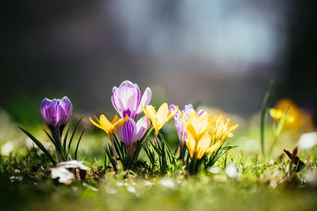 惊艳到你的冷门成语你都知道吗,18个美到骨子里的冷门成语