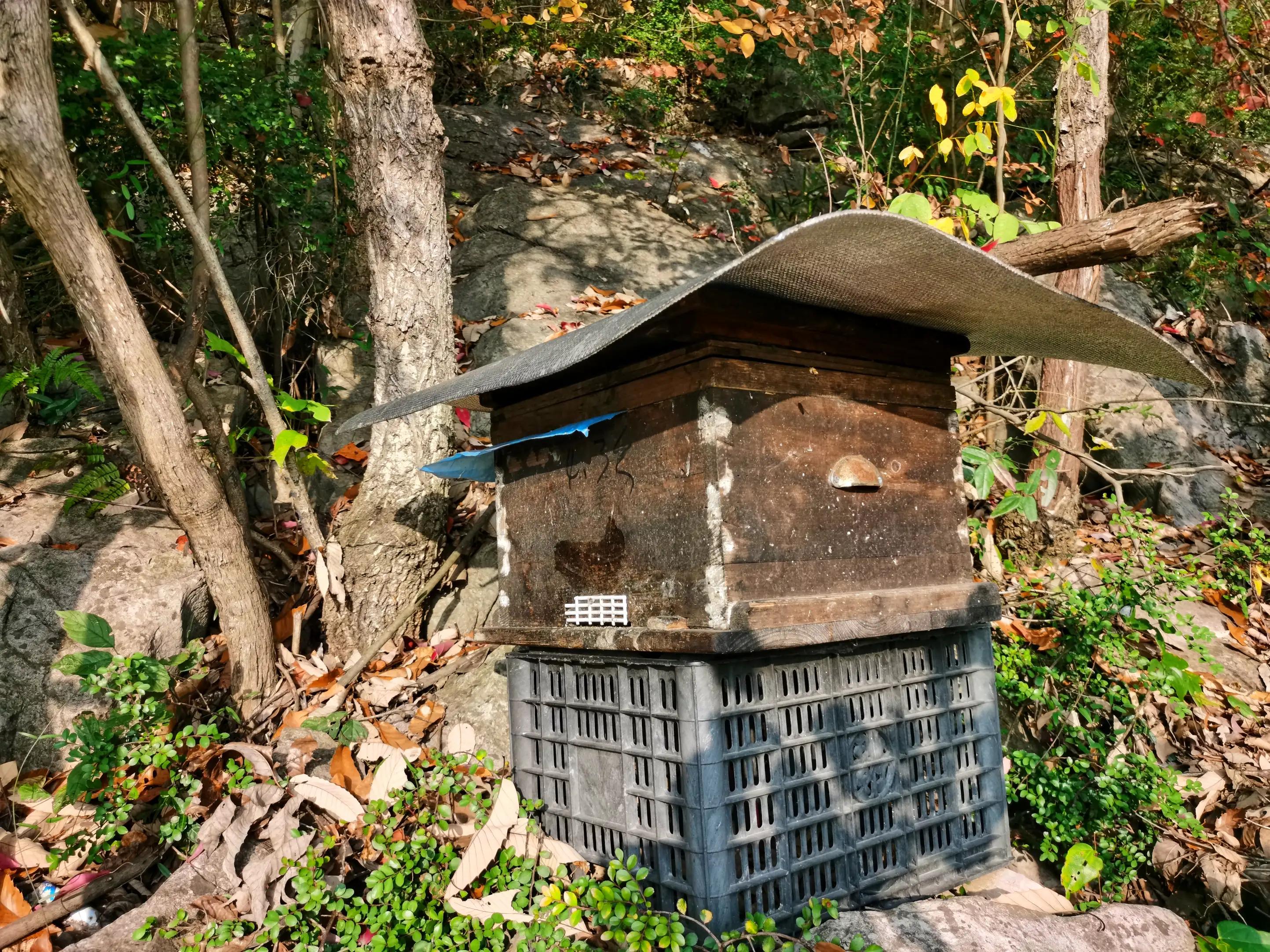蜜蜂嗡嗡*花采**忙秋风送爽带蜜香，甜蜜事业甜蜜歌，蜜蜂酿蜜乐山乡