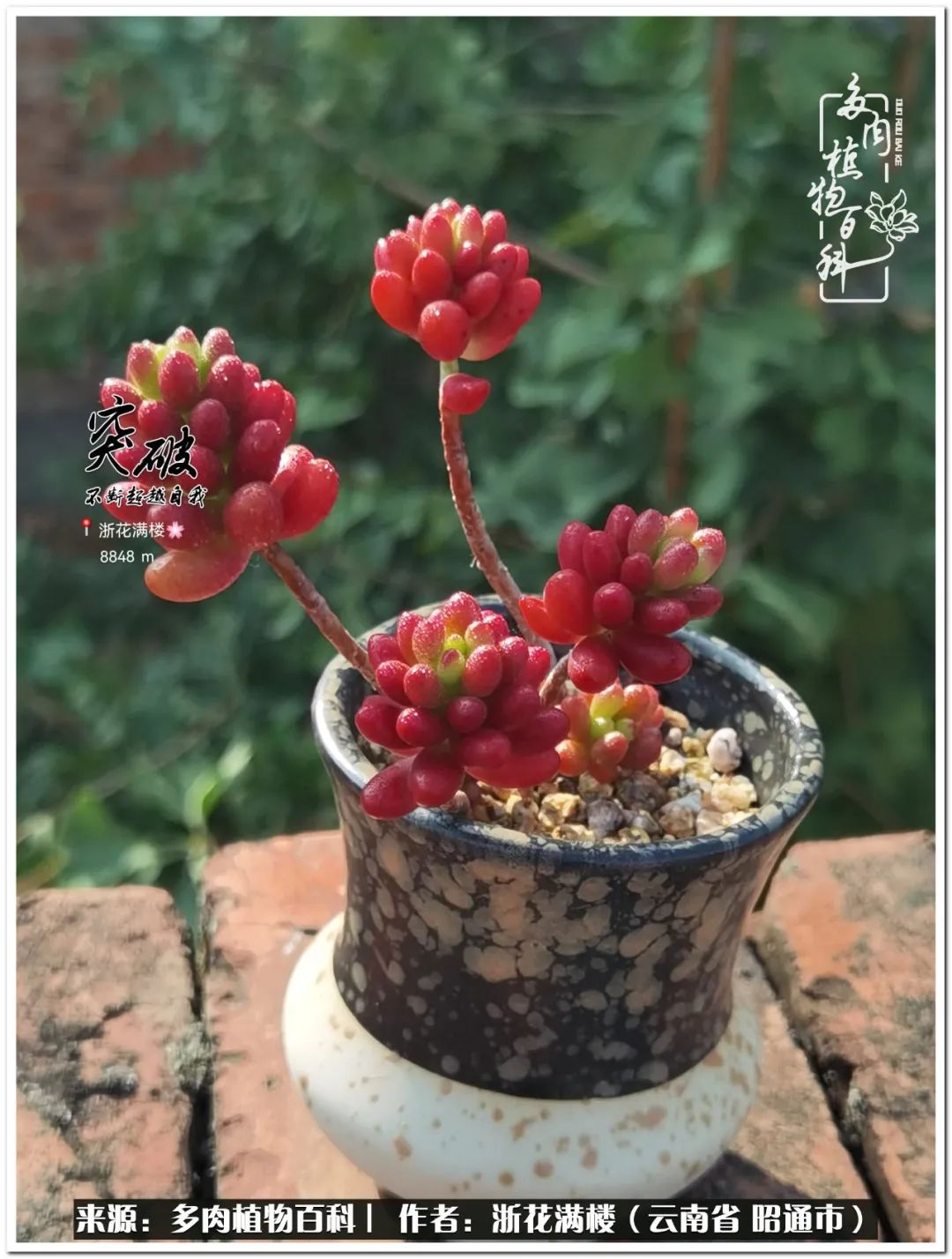 奔跑吧跑步,奔跑吧多肉盆栽