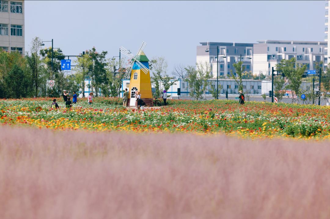 杭州临平粉黛乱子草花海地址,杭州临平30余亩粉黛花海梦幻上线