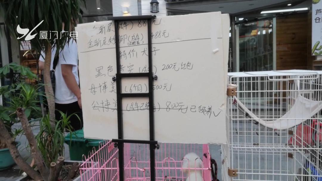 限养区犬规定厦门,禁犬令厦门