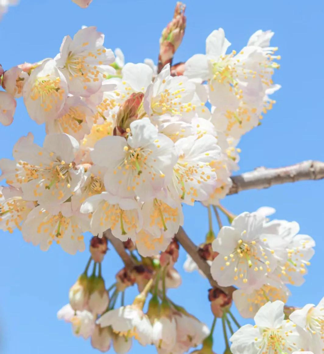 小众却又惊艳的诗词,关于百花的诗词