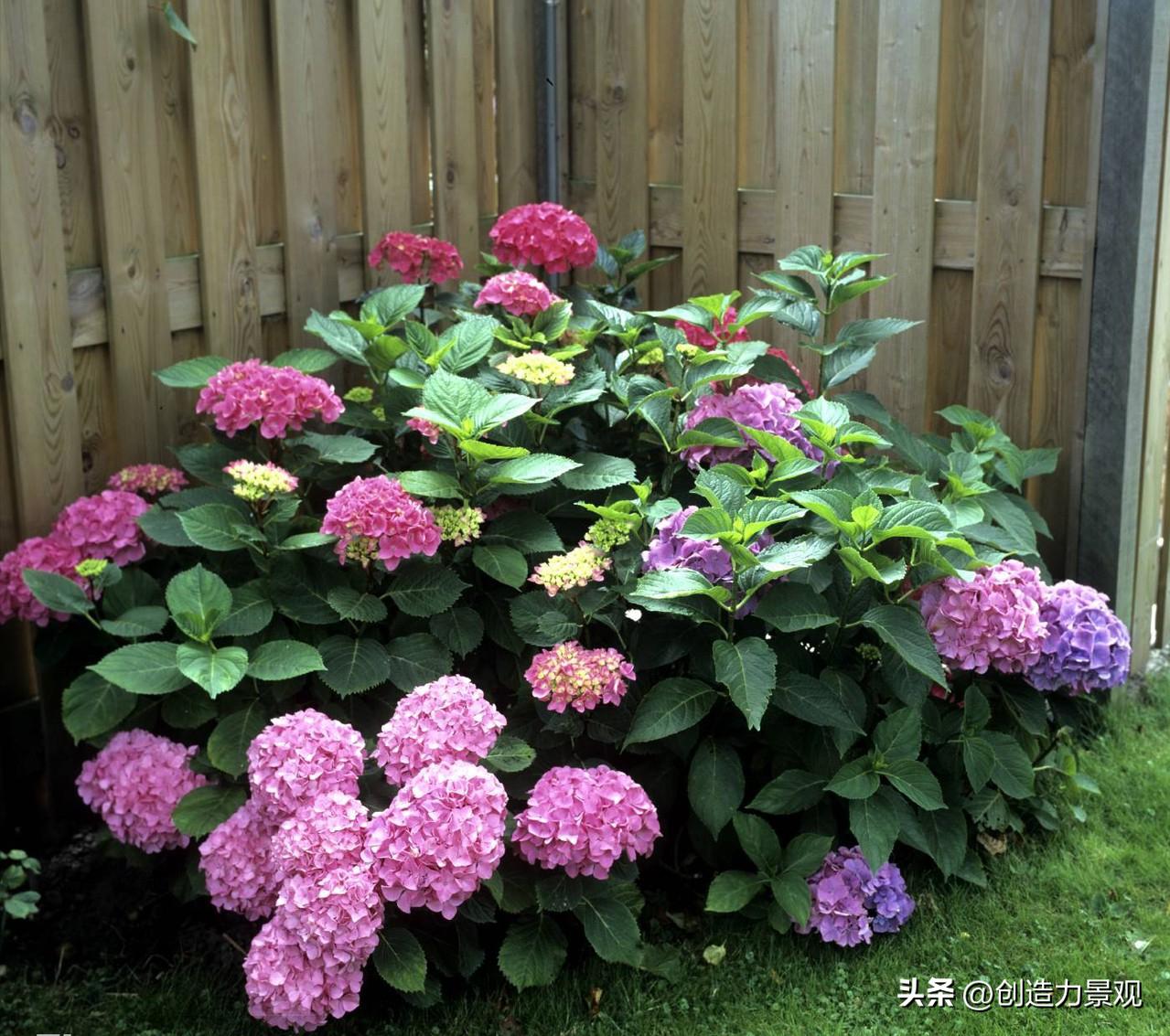 绣球花怎么浇水施肥,绣球花冬季怎么浇水最正确