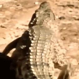 英短猫和美短哪个好养,英短跟美短猫咪