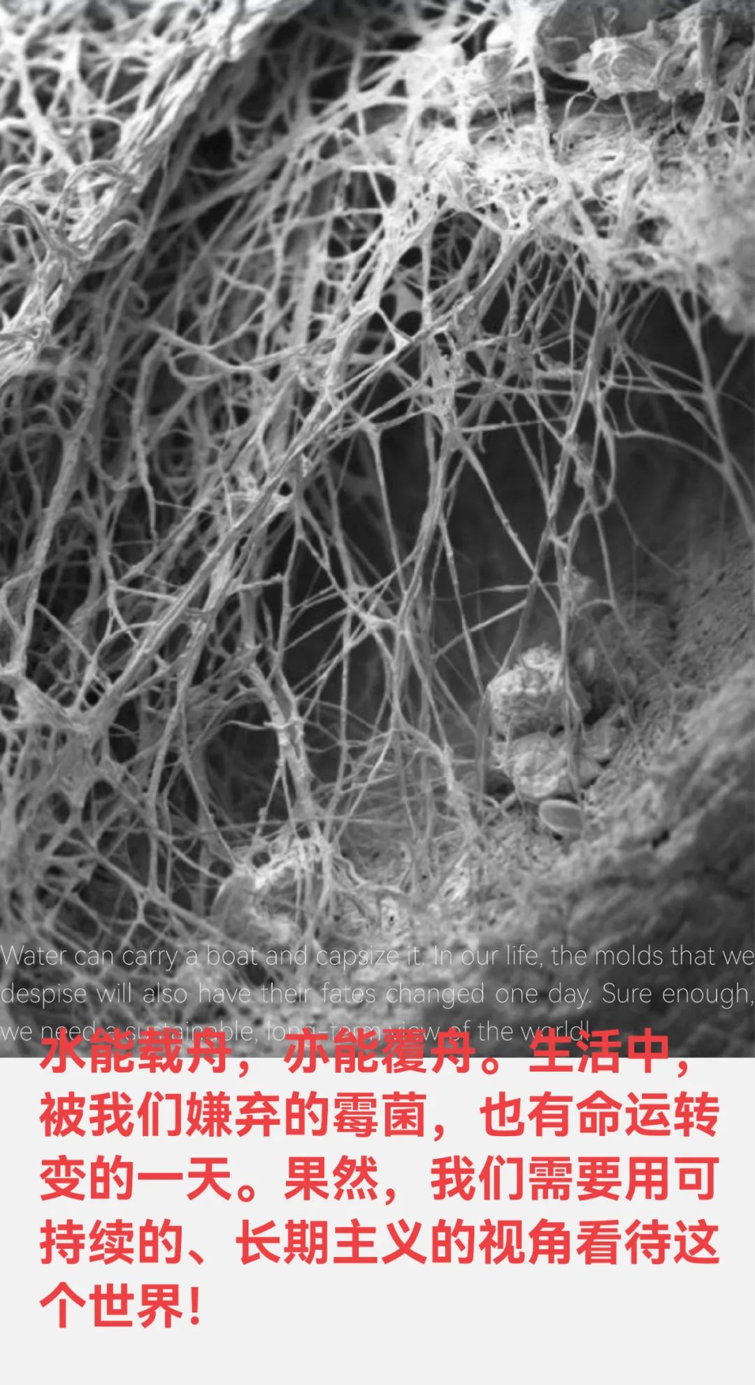 未之头条：重新认识霉菌，它除了变牛排还能盖房子