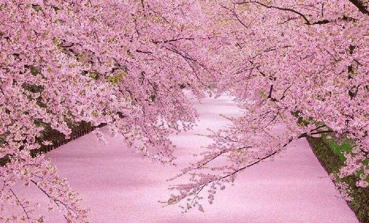 枝头烂漫，堆云叠雪，万顷开无际——樱花，岁岁花开树树春