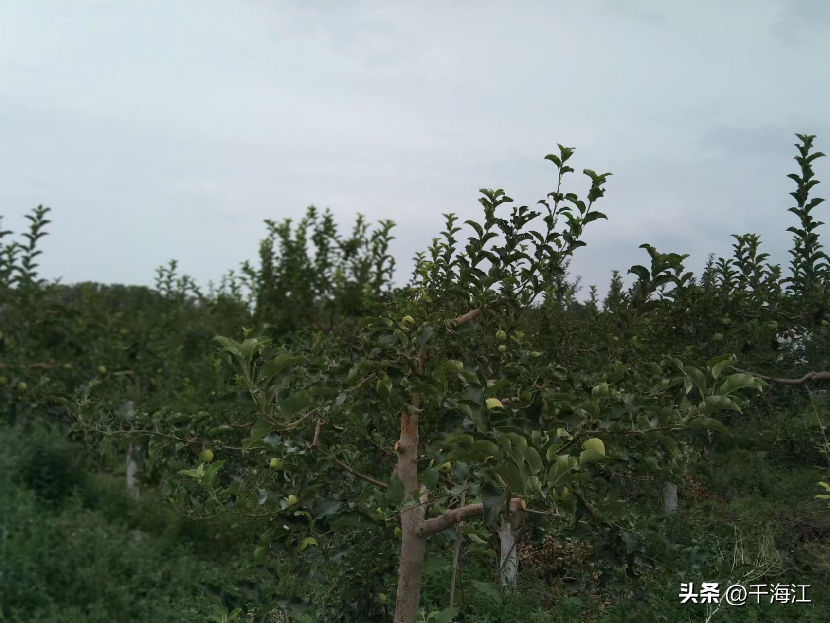 塞外水乡度假村怎么样,乌鲁木齐新市区塞外水乡门票价格