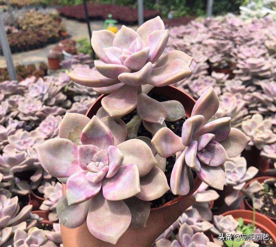 十大养不死易活的多肉品种,好养不死容易爆盆的多肉