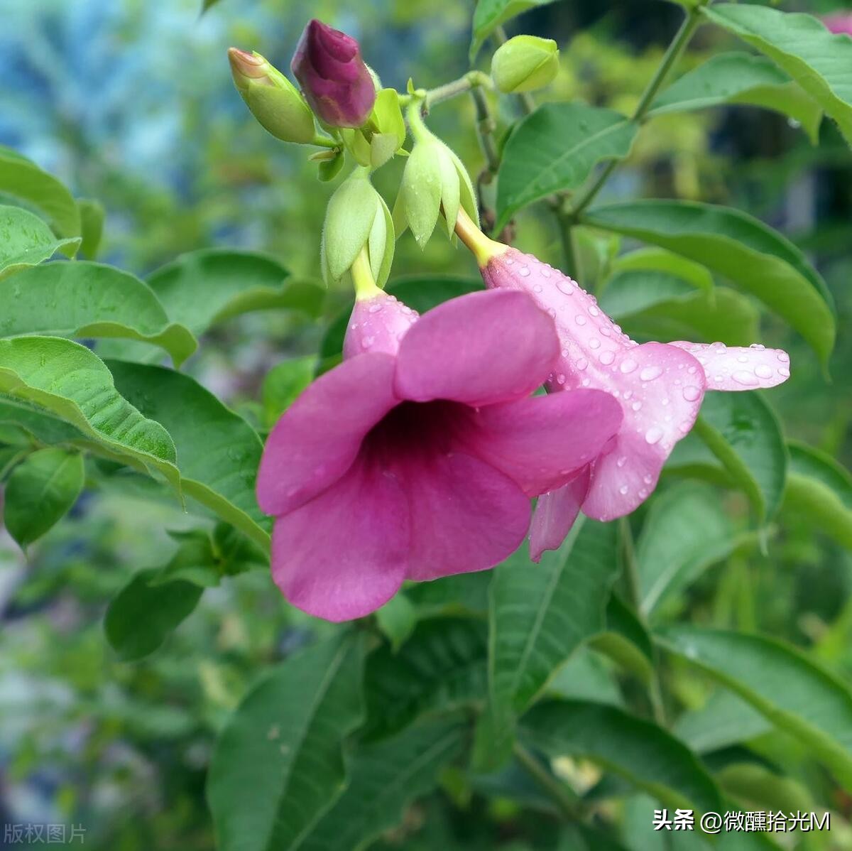 推荐10种最适合夏天养的花,君子兰开花时夏天几天浇一次水