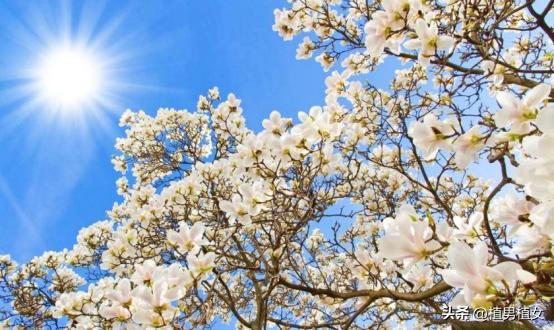 富不富门前栽这六棵树,富不富门前三棵树