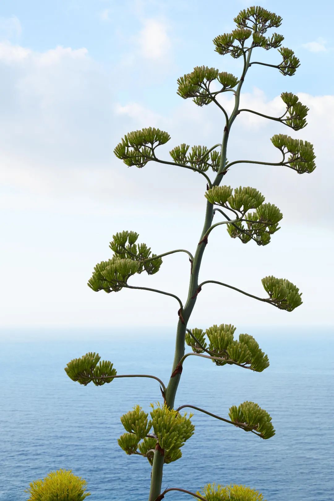 大自然的奇花有哪些,大自然一年四季都能开的花