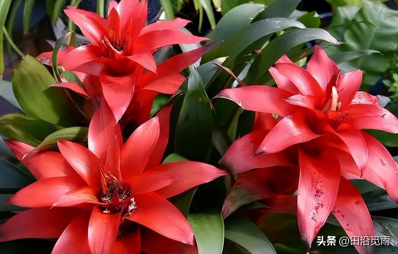 鸿运当头黄了怎么办,鸿运当头怎么不红了