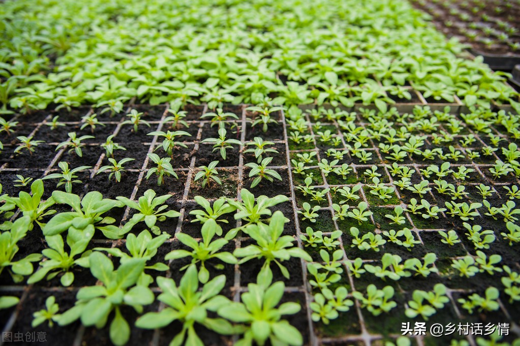 蔬菜种植的实践报告,蔬菜育苗技术大全