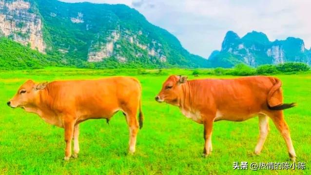 蒙古女儿出嫁陪嫁五十匹马,蒙古族陪嫁礼单