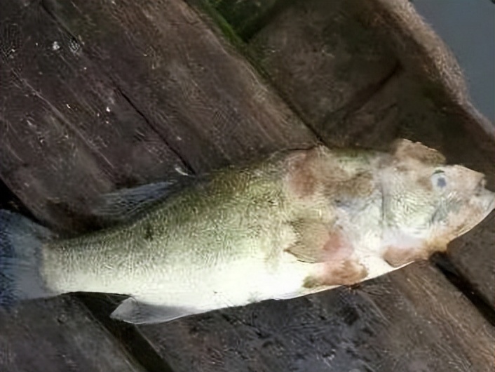 淡水鱼长白毛怎么治,鱼身上长白毛是什么病怎么防治