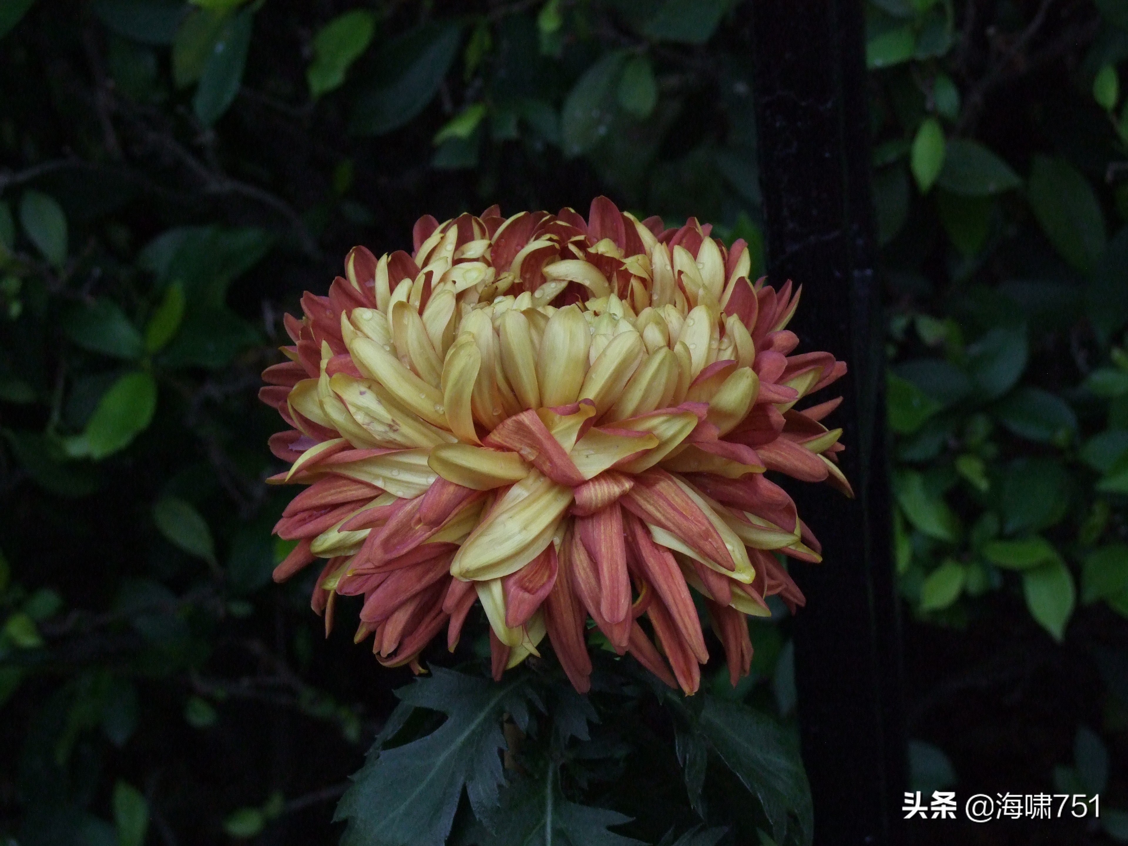 黄花岗公园开放时间,黄花岗公园停车