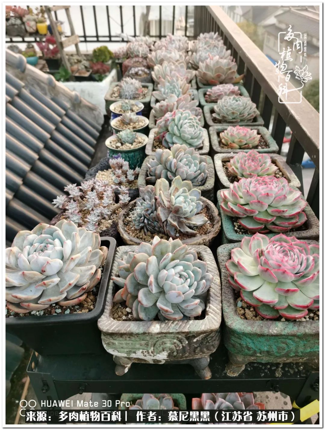 生活需要三分甜,生活需要一半禅意一半烟火