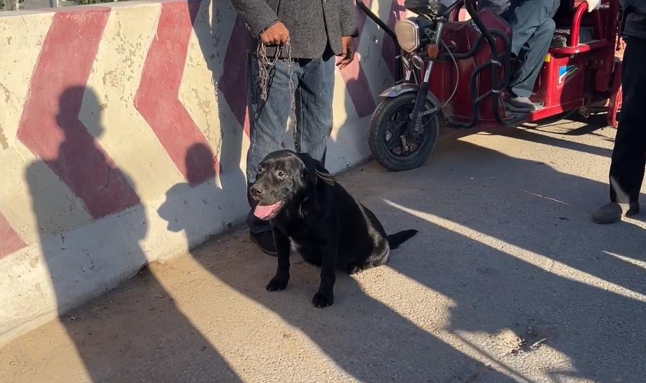 拉布拉多被卖入狗肉车的视频,拉布拉多被卖狗市