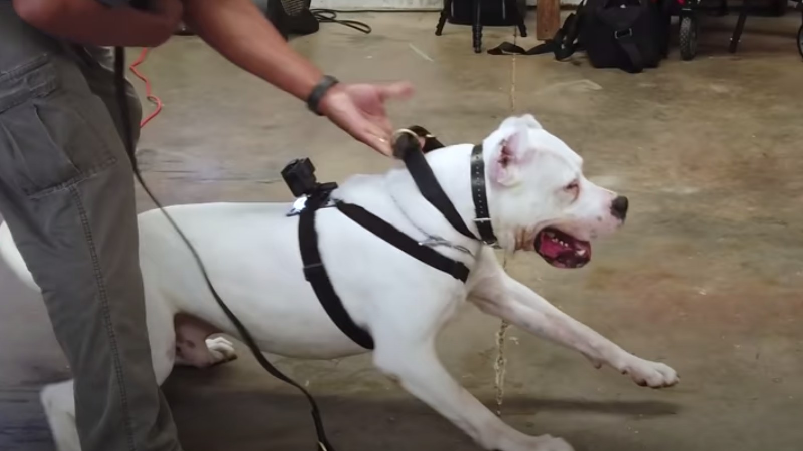 比特犬vs杜高犬谁的战斗力更强,比特犬串杜高犬的后代打架厉害吗