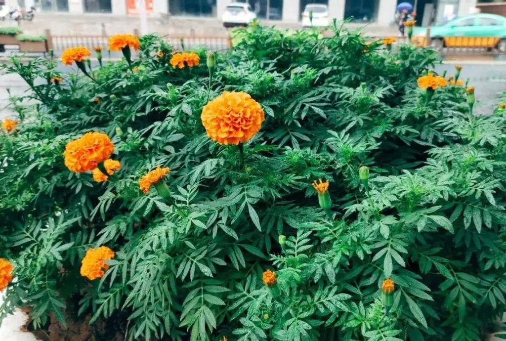 蛇最怕的植物和草,蛇最怕的几种动物分别是谁