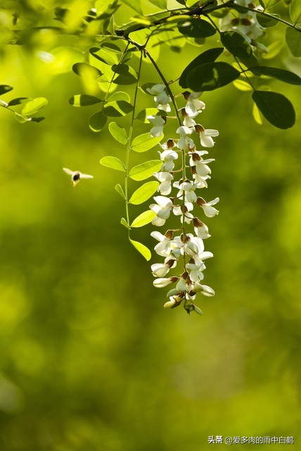 这货竟然是100多年前的德国人引进到我们山东胶州的