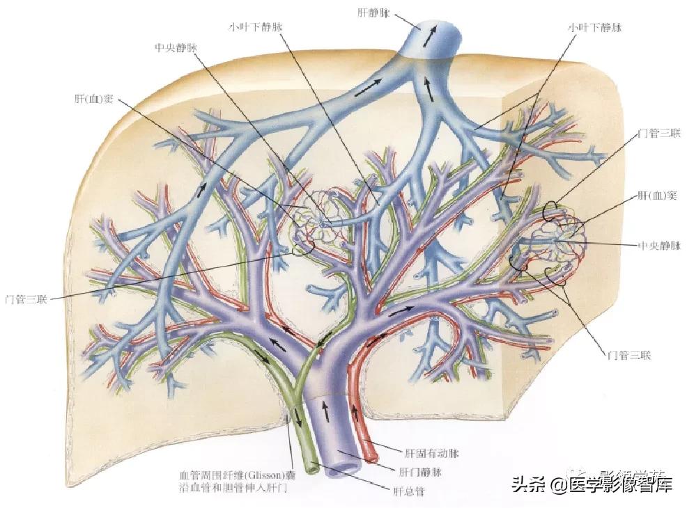 肝脏影像分叶分段解剖图,肝脏分段解剖图谱