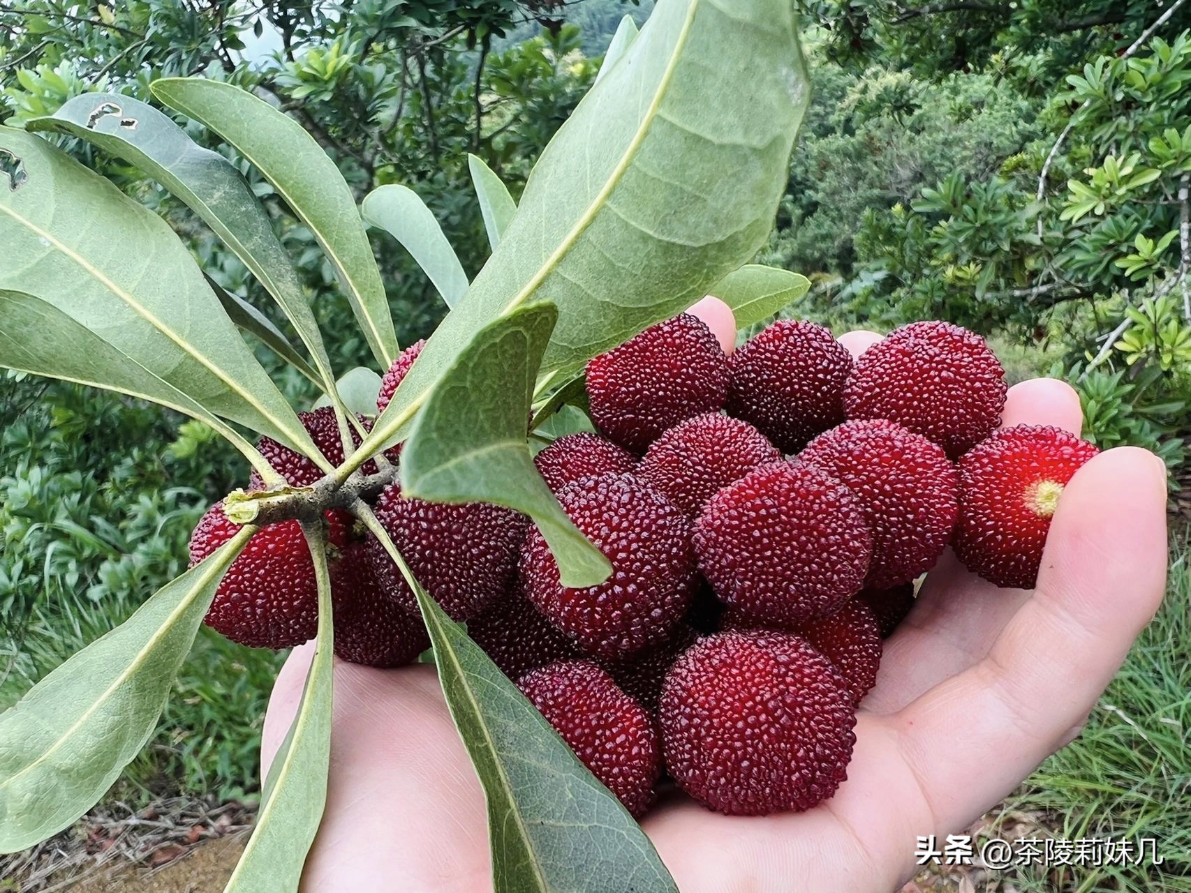 杨梅酒要按怎样的比例才泡得好喝,杨梅酒兑柠檬水会不会上头