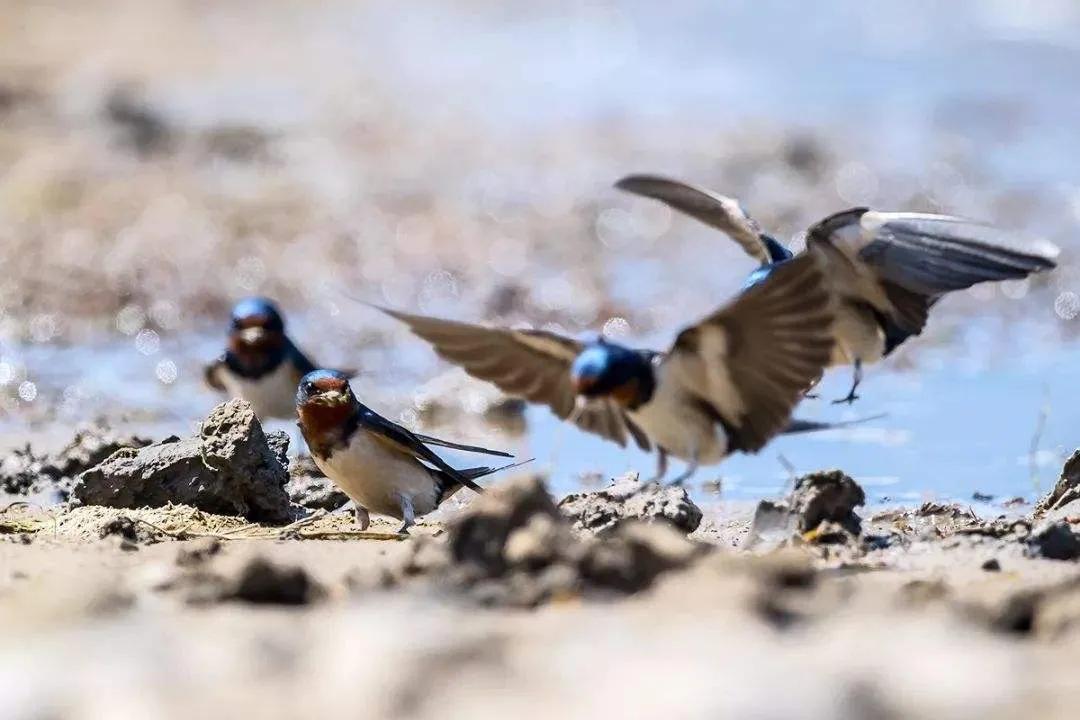 稀奇！家人嫌脏2次捣毁燕窝，第3次燕子筑巢自带“卫生间”