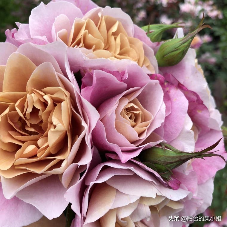 盘点那些容易“一日散”的月季,你还要奋不顾身的选择它们吗?