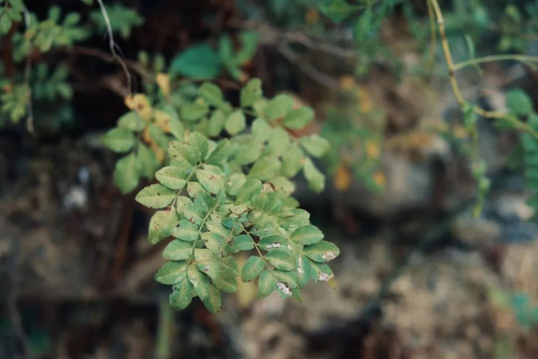 食疗补肾最快最好的食物是什么呢,最补肾的十大食物配方