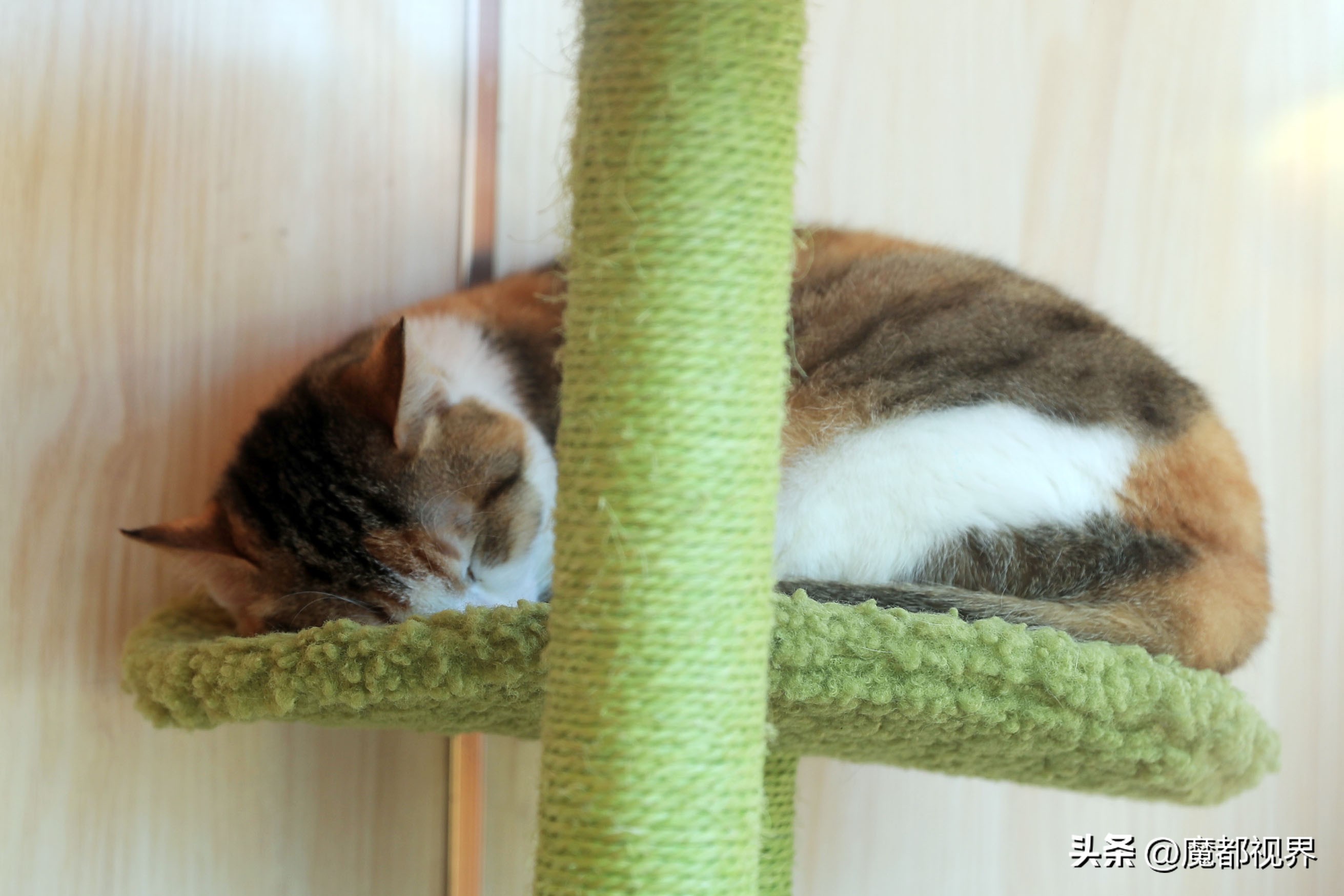 上海市文明养宠嘉年华,上海首届文明养宠嘉年华