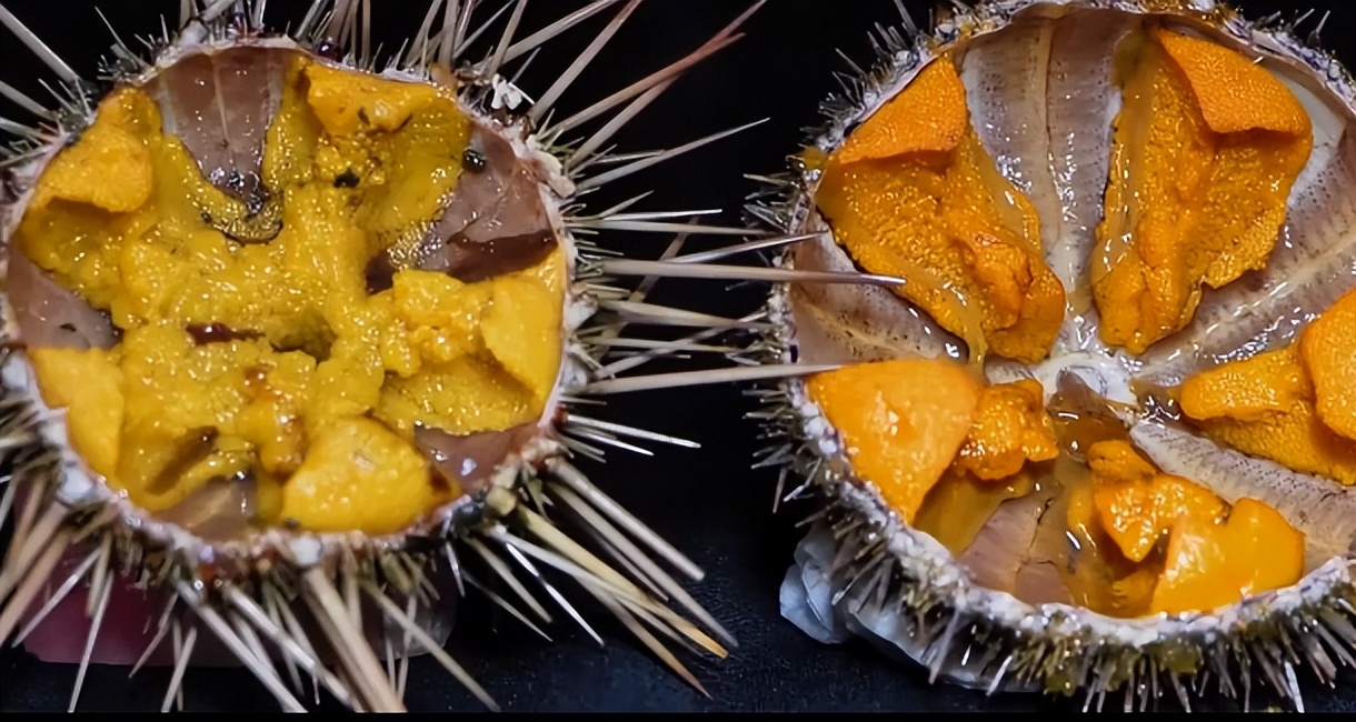 仅有积蓄23块钱，山东小伙大胆借600万，捞出大连海底“小黄金”