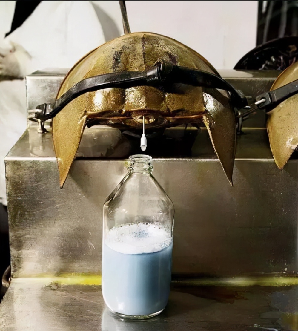 稻田惊现不明生物行动诡异,大山深处不明生物真相大揭秘