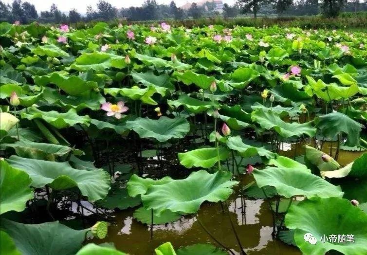 闻喜我的家乡作文,介绍我的家乡闻喜