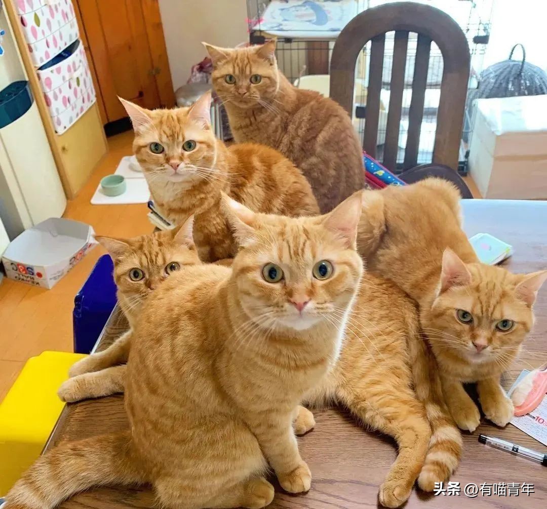 猫咪怎么看是女猫还是男猫,猫咪性别辨认